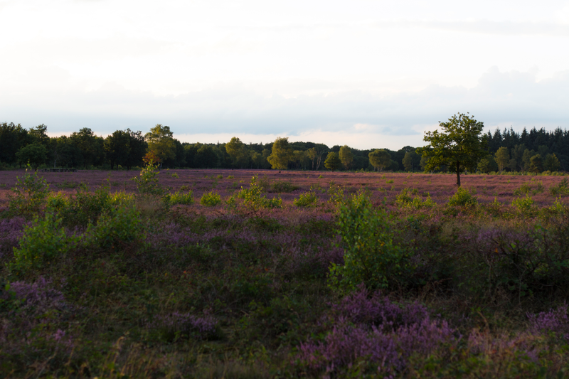 Illustration for article titled Heathlands in bloom